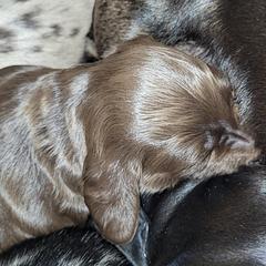 Dachshund Puppies from Little Long & Lovely Dachshunds