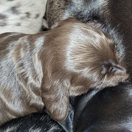 Dachshund Puppies from Little Long & Lovely Dachshunds