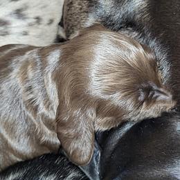 Dachshund Puppies from Little Long & Lovely Dachshunds