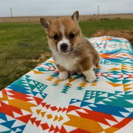 Freedom - Red male Pembroke Welsh Corgi puppy in Walsh, Colorado from Wilson Ranch Corgis