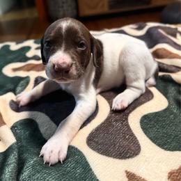 Cedar - White and liver male German Shorthaired Pointer puppy in Georgia from CMC Farms