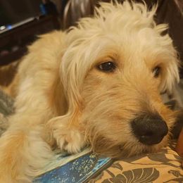 Dixie - Goldendoodle