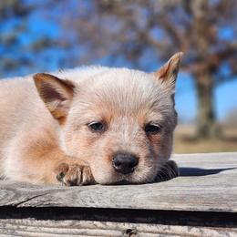 Australian Cattle Dog Puppies from TLC Cattle dogs