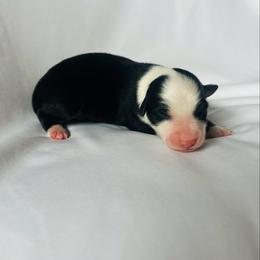 Spark - Black tri-color female Australian Shepherd puppy in Fort Recovery, Ohio from Mud Path Australian Shepherds