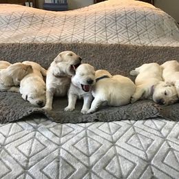 Golden Retriever Puppies from Ruth Norlington's Golden Retrievers