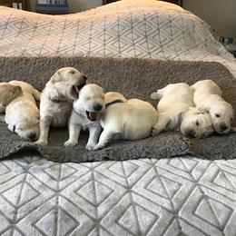 Golden Retriever Puppies from Ruth Norlington's Golden Retrievers