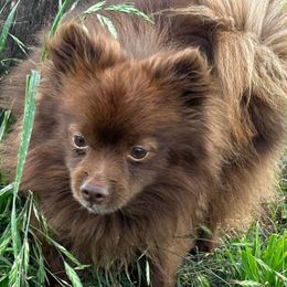 Milo - Pomeranian
