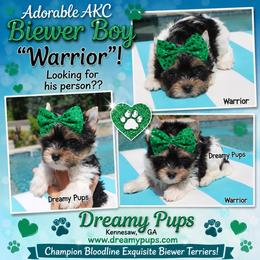 AKC Warrior - Black tan and white male Biewer Terrier puppy in Kennesaw, Georgia from Dreamy Pups