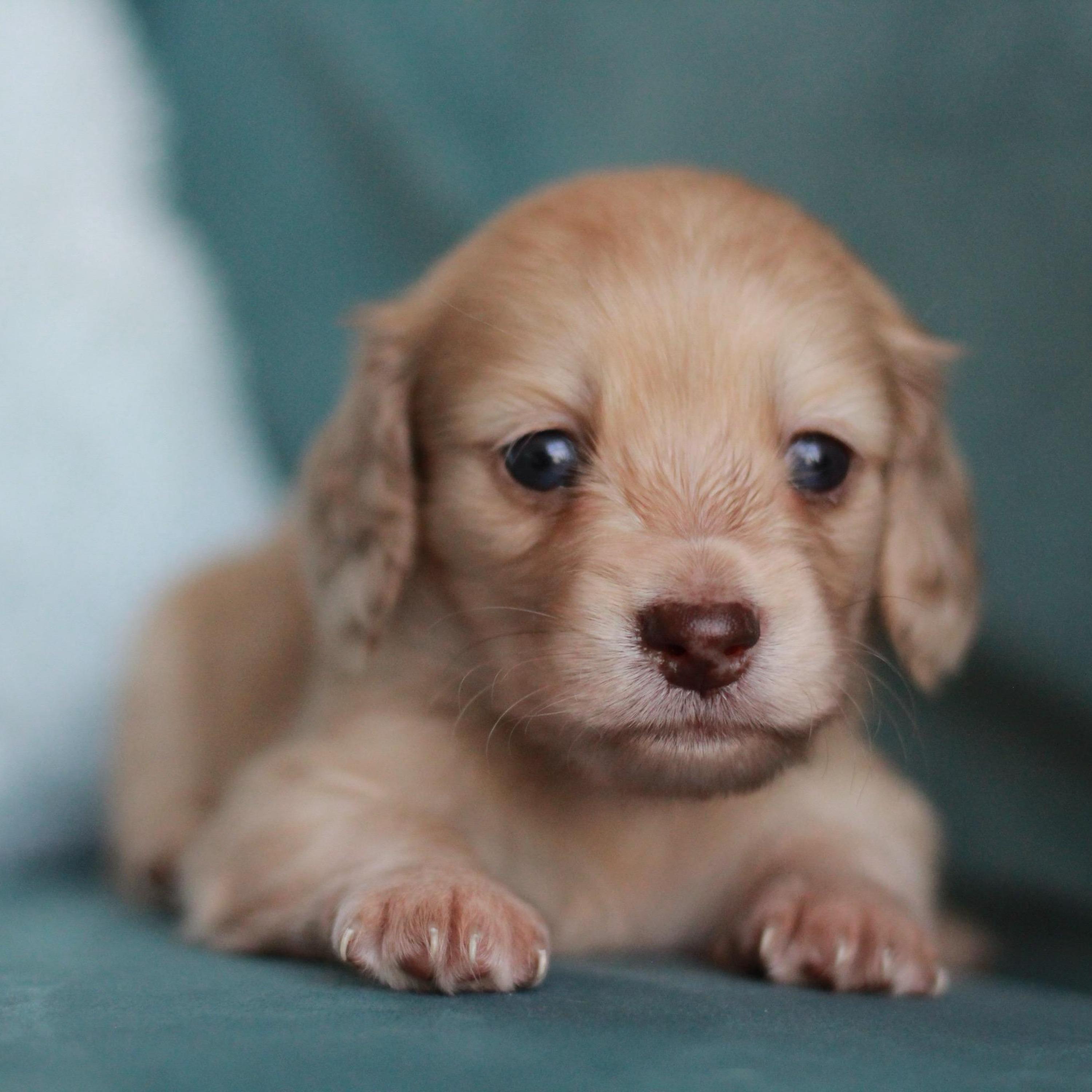 Teddy - Chocolate-based Cream Dapple Miniature Dachshund