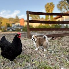 Icelandic Sheepdog Puppies from Hjarta Icelandics
