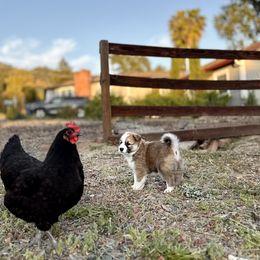 Icelandic Sheepdog Puppies from Hjarta Icelandics
