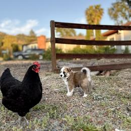 Icelandic Sheepdog Puppies from Hjarta Icelandics