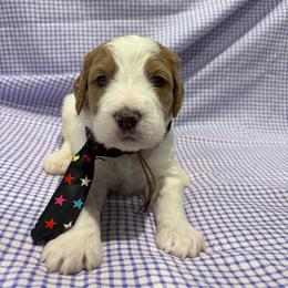 Uri - Parti male Goldendoodle puppy in Camden, North Carolina from Oopsie Doodles of NC