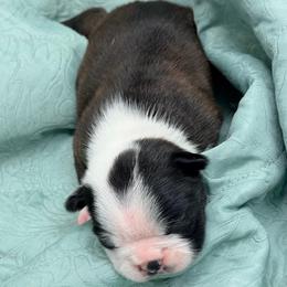 Female - Brindle and white female Boston Terrier puppy in Shell Knob, Missouri from Stoneridge Kennel