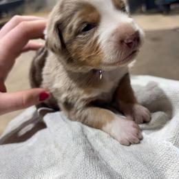 Girl 1 - Red merle female Australian Shepherd puppy in Almo, Kentucky from Riley's Paw Pals