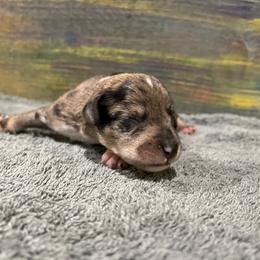 Boy 2 Merle - Liver male Miniature Schnauzer puppy in Hickory Grove, South Carolina from Oopsie Doodles