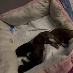 Shorkie Puppies from Evelyn Renee House of Aces