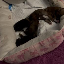 Shorkie Puppies from Evelyn Renee House of Aces