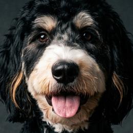 Seeley - Bernedoodle