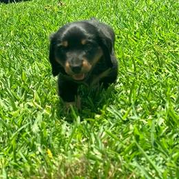 Sprout - Black and tan male Dachshund puppy in Mabank, Texas from Lovin’ Li’s Furry Sausages