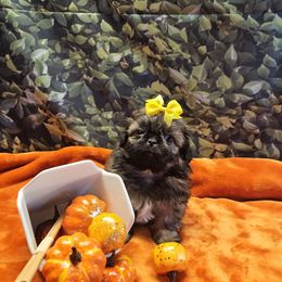Bao - Brindle male Shih Tzu puppy in Mesa, Arizona from House of Zen Shihtzus