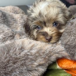 Zev - Merle male Cockapoo puppy in Palmdale, California from Pucci Pawfect