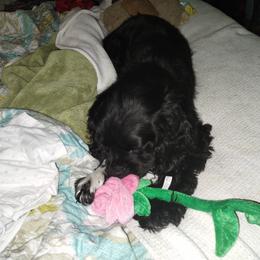 Mikey - Cocker Spaniel