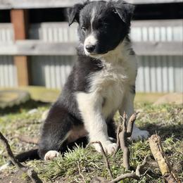 Eleven - Black and white female Border Collie puppy in Olympia, Washington from Apex Border Collies