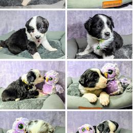 Australian Shepherd and Great Dane Puppies from AEW Farm