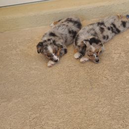 Toy Australian Shepherd Puppies from Beasley Acres Aussies