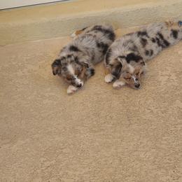 Toy Australian Shepherd Puppies from Beasley Acres Aussies