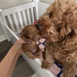 Poodle Puppies from Bruno & Co. Puppies