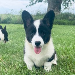 Lime - Black and white male American Corgi puppy in Bloomfield, Iowa from Beebe’s Corgis | Seven B Corgi Co