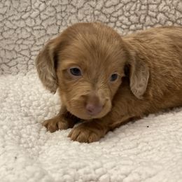 Dachshund Puppies from JK Kennel