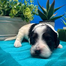 Fern - Tri-color male Cavapoo puppy in Selma, Texas from Sage Mini Doodles