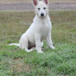 Quartz -Orange - White female German Shepherd puppy in Grimes County, Texas from Double H German Shepherds