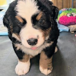 Bernese Mountain Dog Puppies from Baby Bear Bernese Kennel