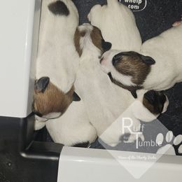 Russell Terrier Puppies from Hanna Kirkpatrick