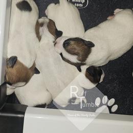 Russell Terrier Puppies from Hanna Kirkpatrick