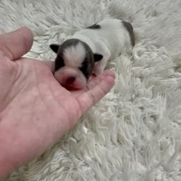Boy 2 - Black brindle and white male Boston Terrier puppy in Eight Mile, Alabama from Bishop's Bostons
