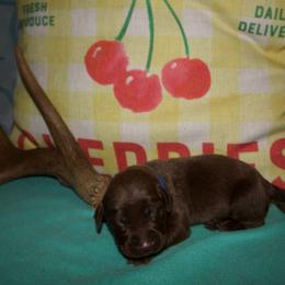 Blue collar - Chocolate male Labrador Retriever puppy in Arlington, Washington from Stout's Hunting Labs and trsbullies