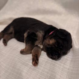 Pink color - Black and tan female German Shepherd puppy in Marion, Ohio from Legacy K9’s