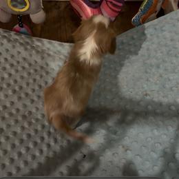 Yellow - Blenheim female Cavalier King Charles Spaniel puppy in Puyallup, Washington from Foster Cavaliers