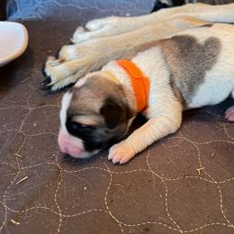 Boy 2 - Biscuit and white male Anatolian Shepherd Dog puppy in Avon Park, Florida from Sandy Pines Homestead