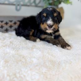 Mr. Melon - Tri-color male Bernedoodle puppy in Hegins, Pennsylvania from Bubbling Springs Doodles, LLC