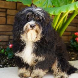 Nash - Bernedoodle