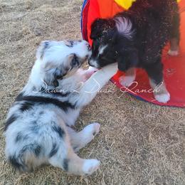 Australian Shepherd Puppies from Dawn 2 Dusk Ranch