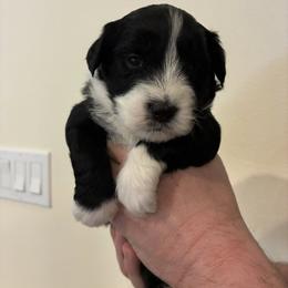 Aussiedoodle Puppies from James Ruby Farms