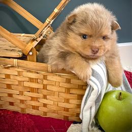 Blossom - Lavender female Pomeranian puppy in Foley, Alabama from Southern Gem's Pomeranian