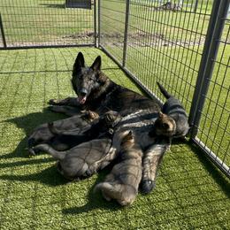 German Shepherd Puppies from 7OaksK9